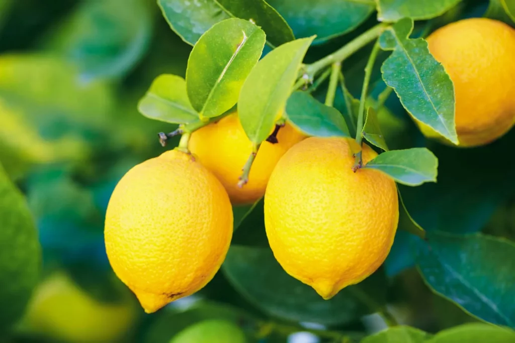 A close-up view of ripe yellow lemons hanging from a green leafy branch.