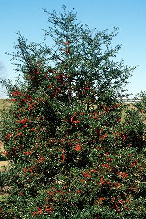 A tall, green tree with dense foliage and clusters of bright red berries against a clear blue sky.