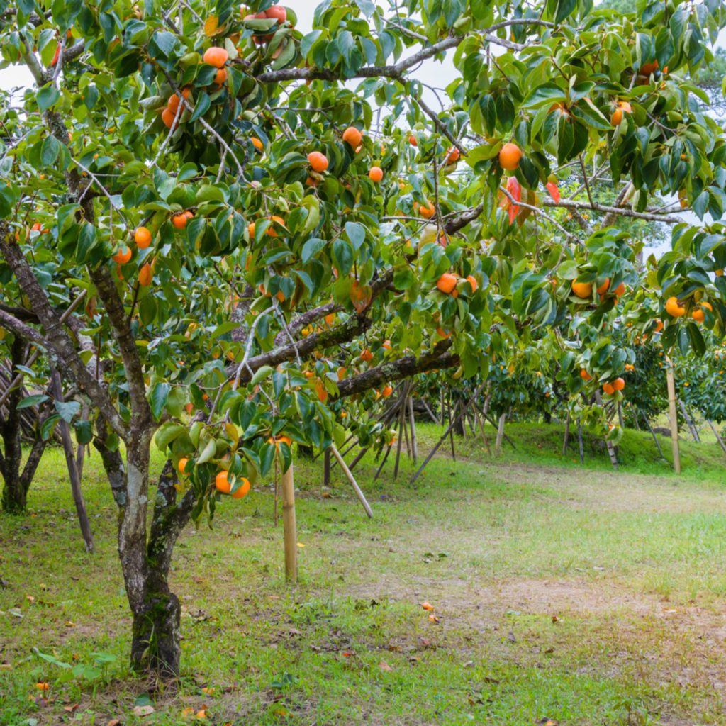 A lush orchard featuring trees laden with ripe orange fruits, surrounded by green grass and other trees in the background.