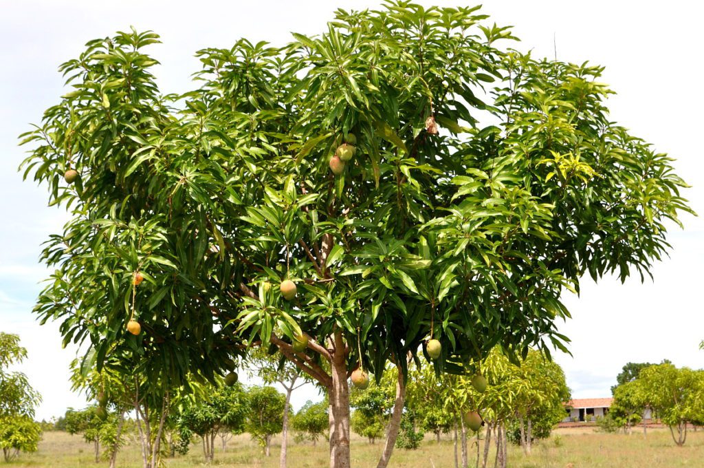 A lush mango tree with dense green foliage and several mangoes visible among the leaves, set in a grassy field.