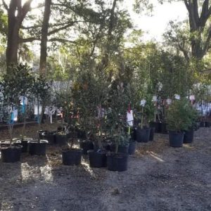 A collection of potted plants arranged in a nursery setting, surrounded by trees and natural light.
