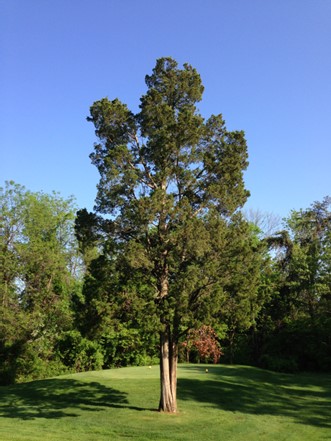 Eastern Red Cedar | Pickup size: 7-gallon