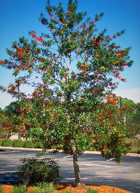 Dahoon Holly | Pickup size: 7-gallon