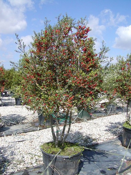 Yaupon Holly | Pickup size: 7-gallon