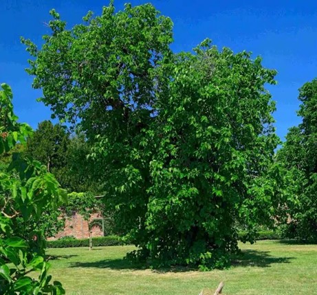 Pakistan Mulberry | Pickup size: 3-gallon