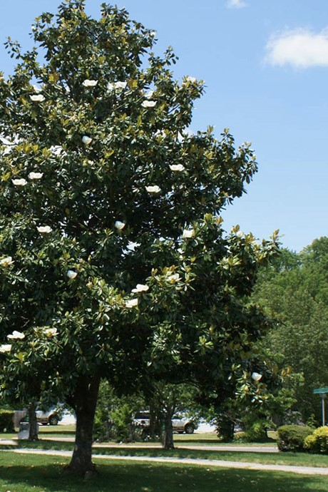 Southern Magnolia | Pickup size: 7-gallon