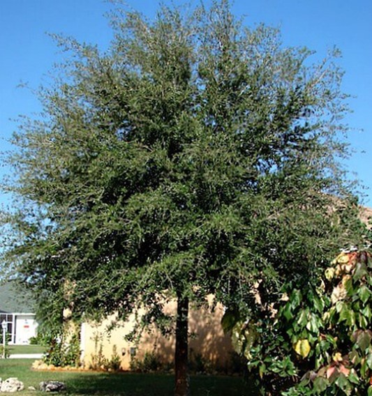 Live Oak | Pickup size: 7-gallon