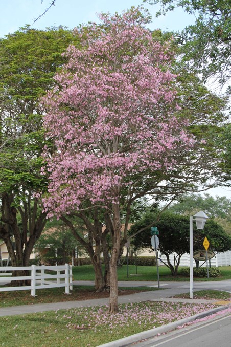 Pink Tabebuia | Pickup size: 7-gallon