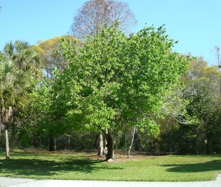 Red Mulberry | Pickup size: 3-gallon