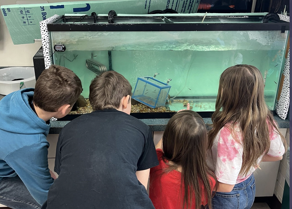 students learning about trout