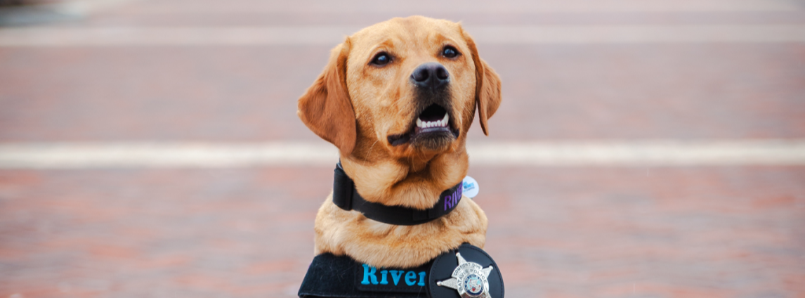 River the Comfort Dog