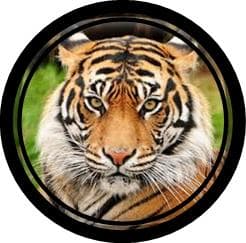 Close-up of a majestic tiger's face, showcasing its striking orange and black stripes and intense amber eyes.