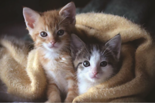 kittens in a blanket