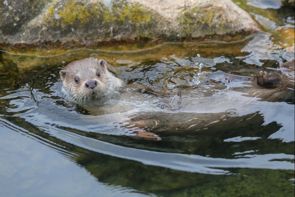 otter