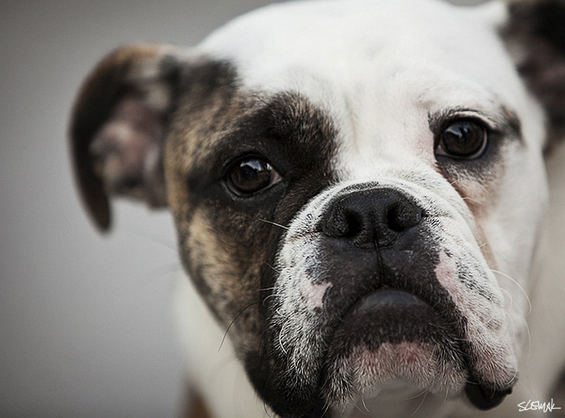 dog