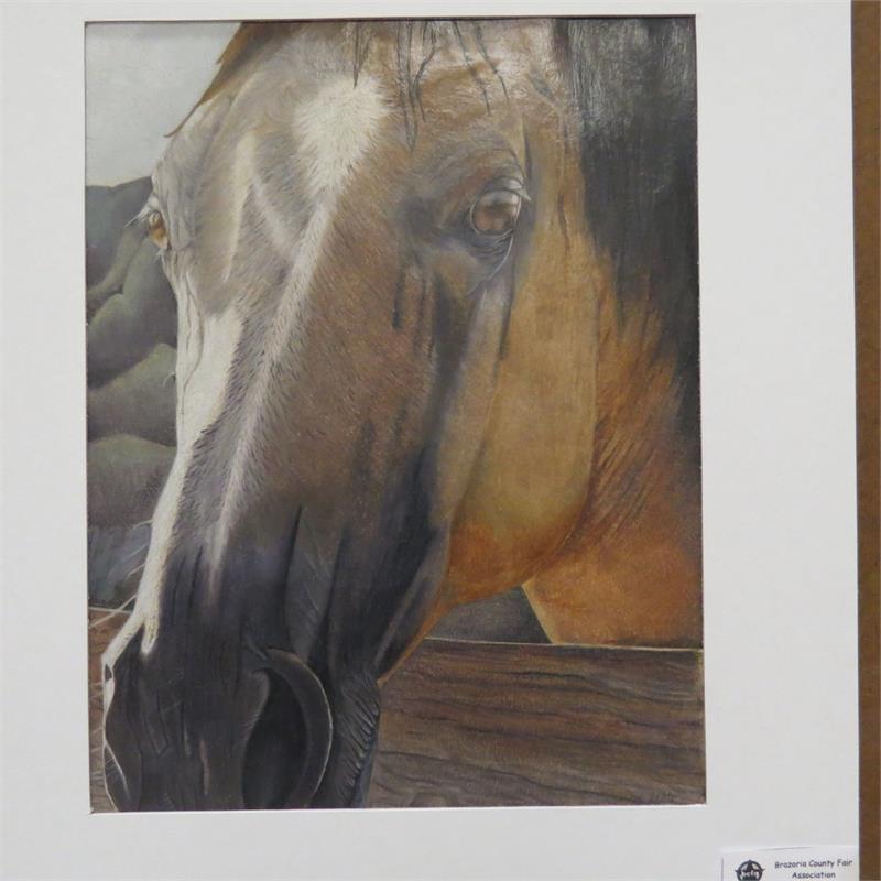 A close-up portrait of a horse's head, showcasing its expressive eyes and detailed fur texture against a softly blurred background.