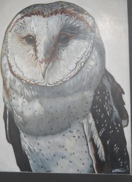 A detailed illustration of a barn owl, showcasing its distinctive facial features and plumage in shades of white and gray.