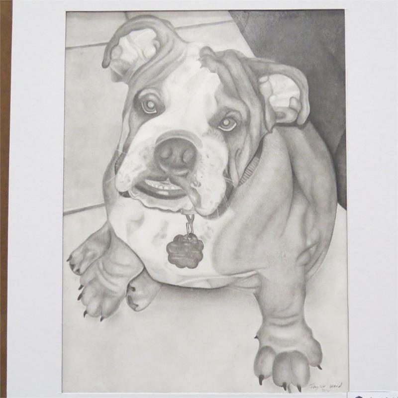 A detailed pencil drawing of a bulldog sitting on a tiled floor, looking up with a curious expression and a collar tag visible.