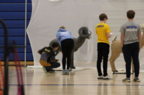 A group of students is engaged in an activity involving animal figures in a gymnasium, with some students kneeling and others standing nearby.