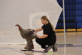 A person kneels beside a lifelike turkey decoy in a gymnasium, preparing it for use, with a white backdrop behind them.