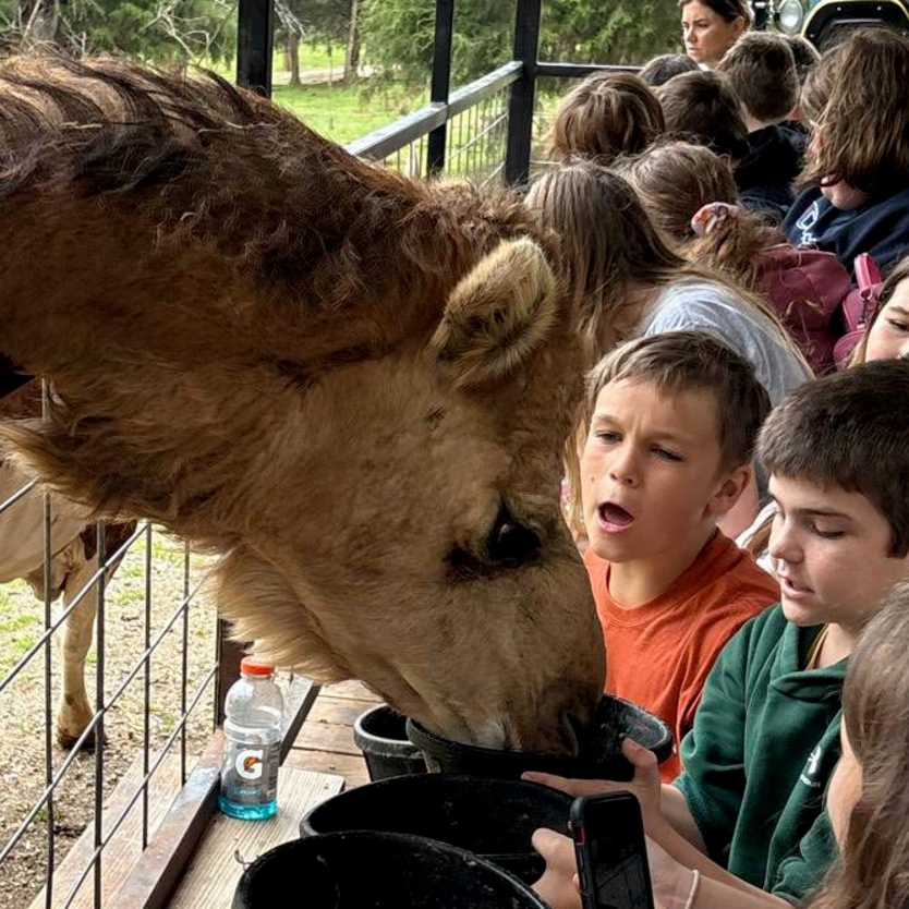 Camel