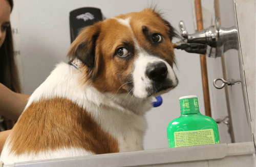 A brown and white dog looks back curiously while being bathed in a grooming tub, with a green bottle of shampoo visible nearby.