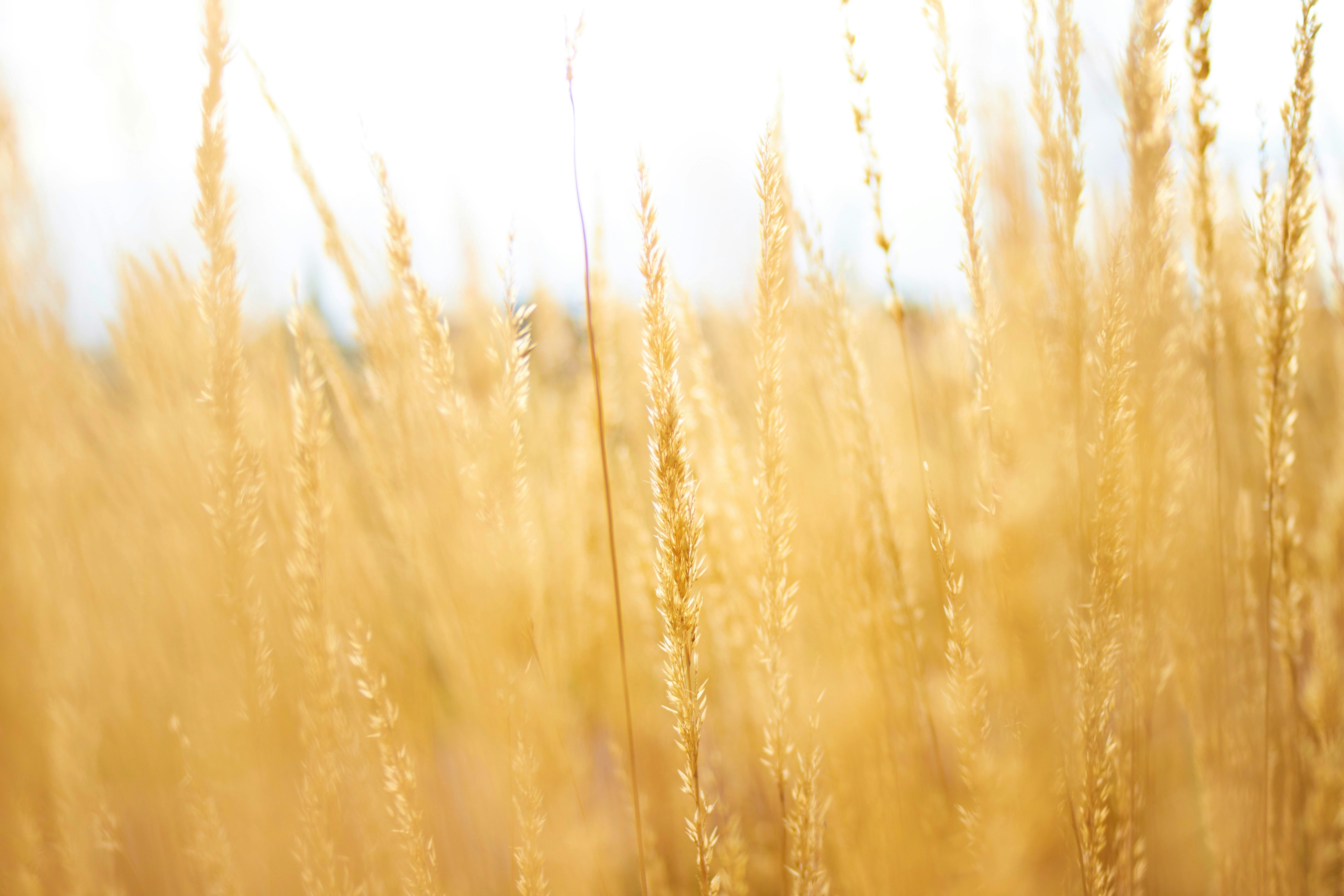 wheat field