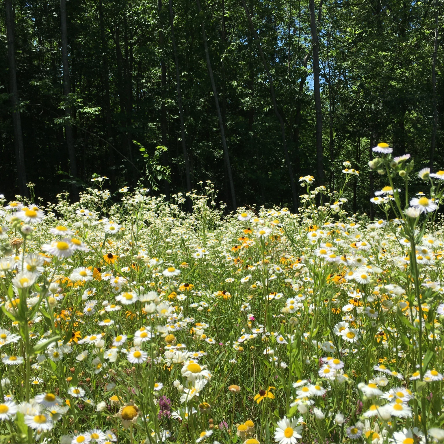 wildflowers