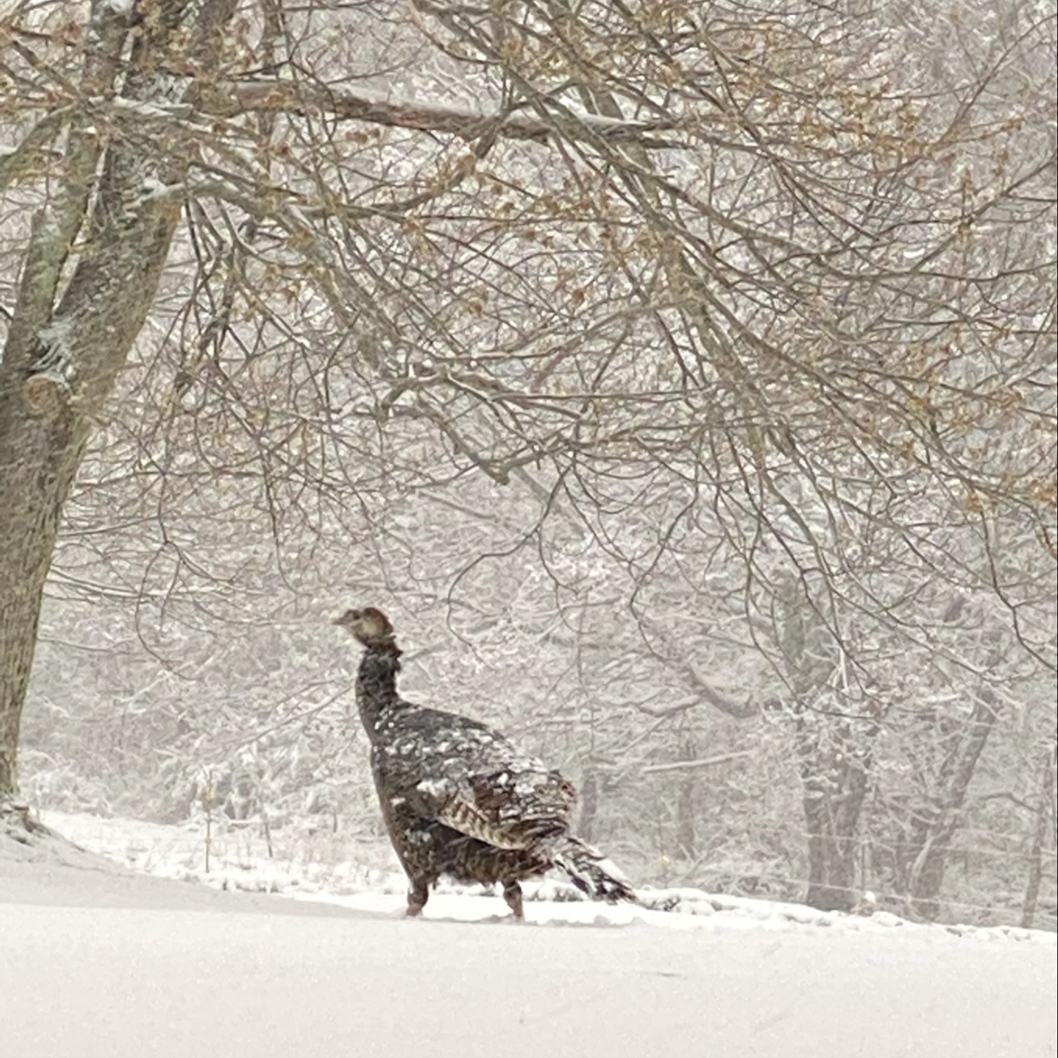 TURKEY
