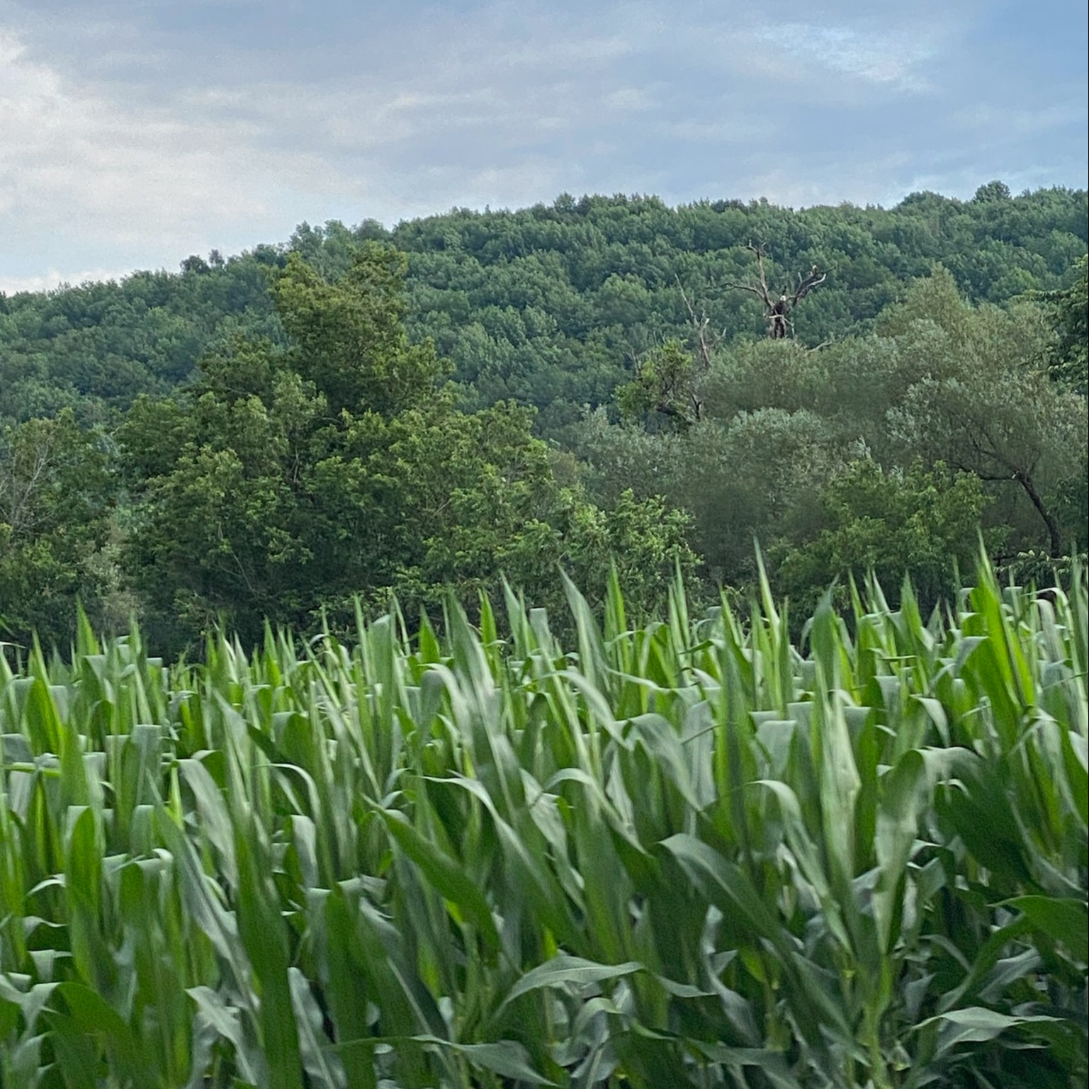 CORN