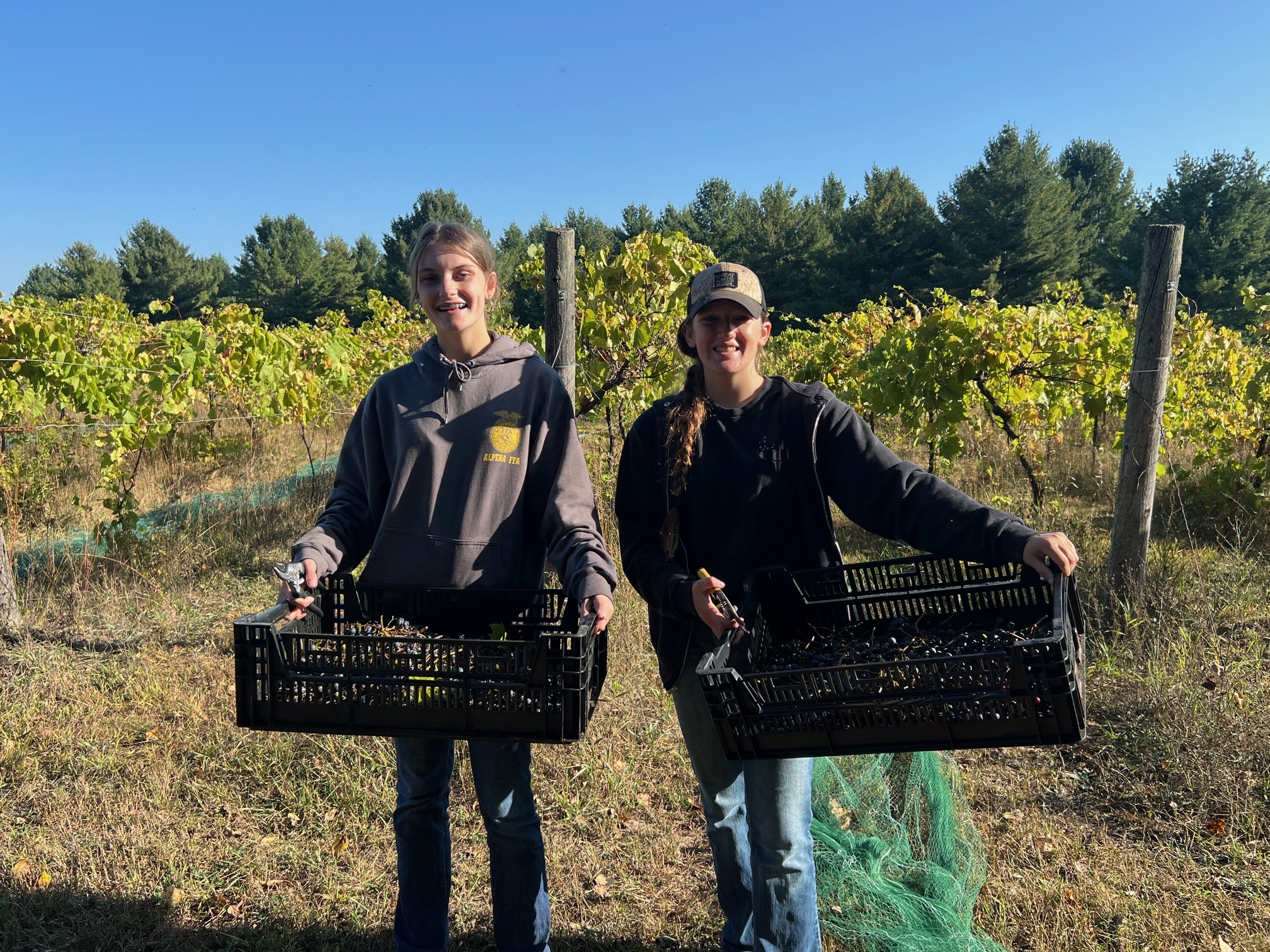 Two individuals stand in a vineyard holding empty harvest baskets, surrounded by rows of grapevines under a clear blue sky.