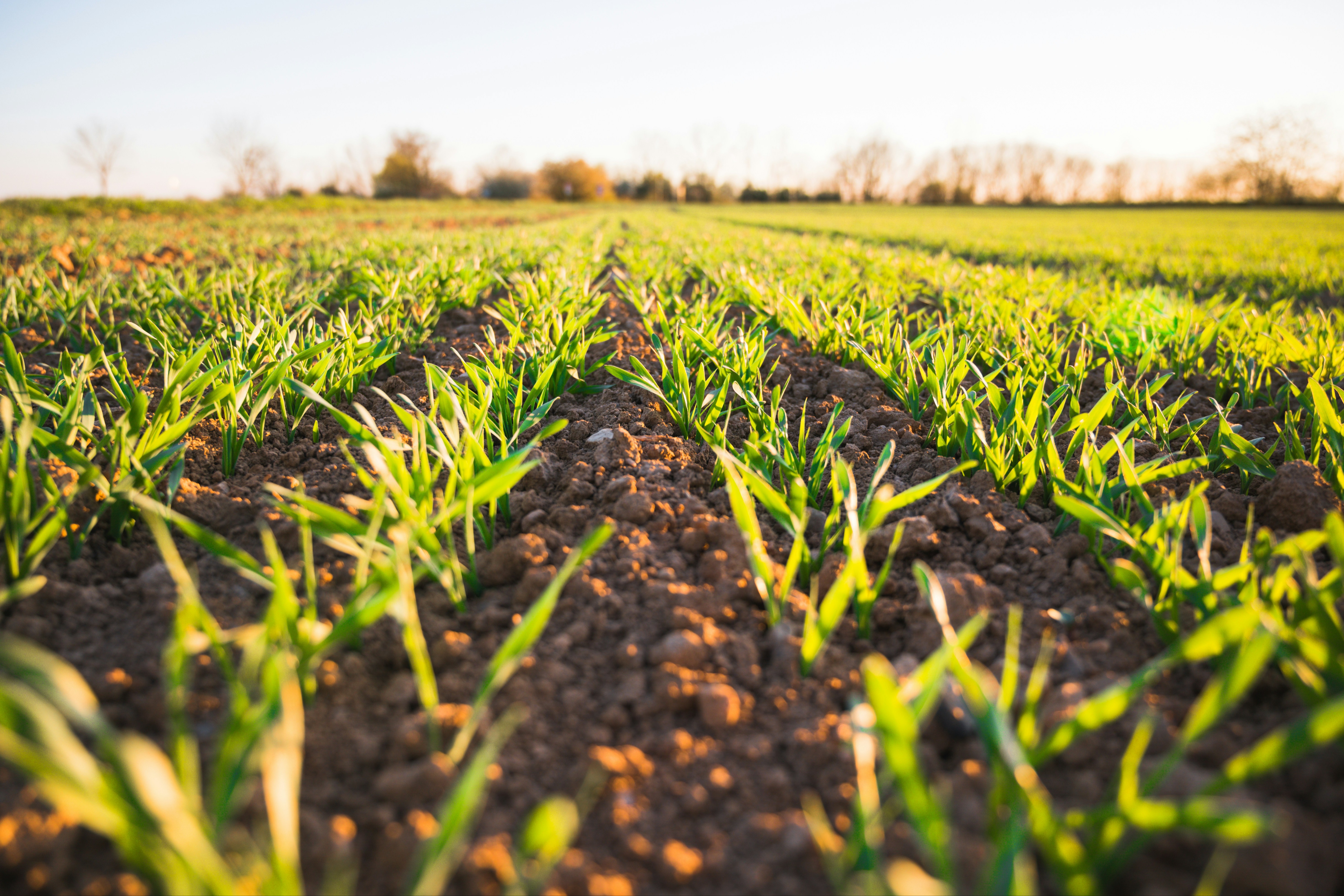 Farmland
