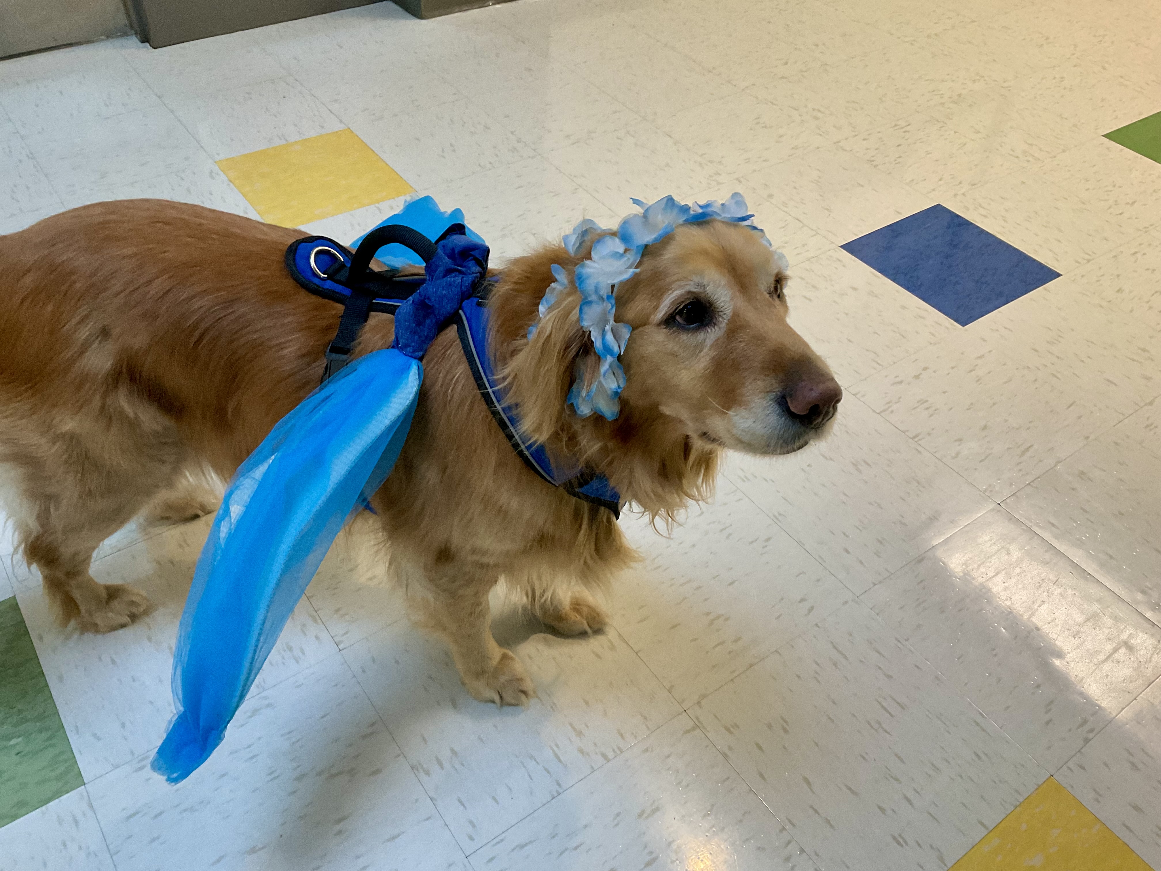 Summer the golden retriever dog