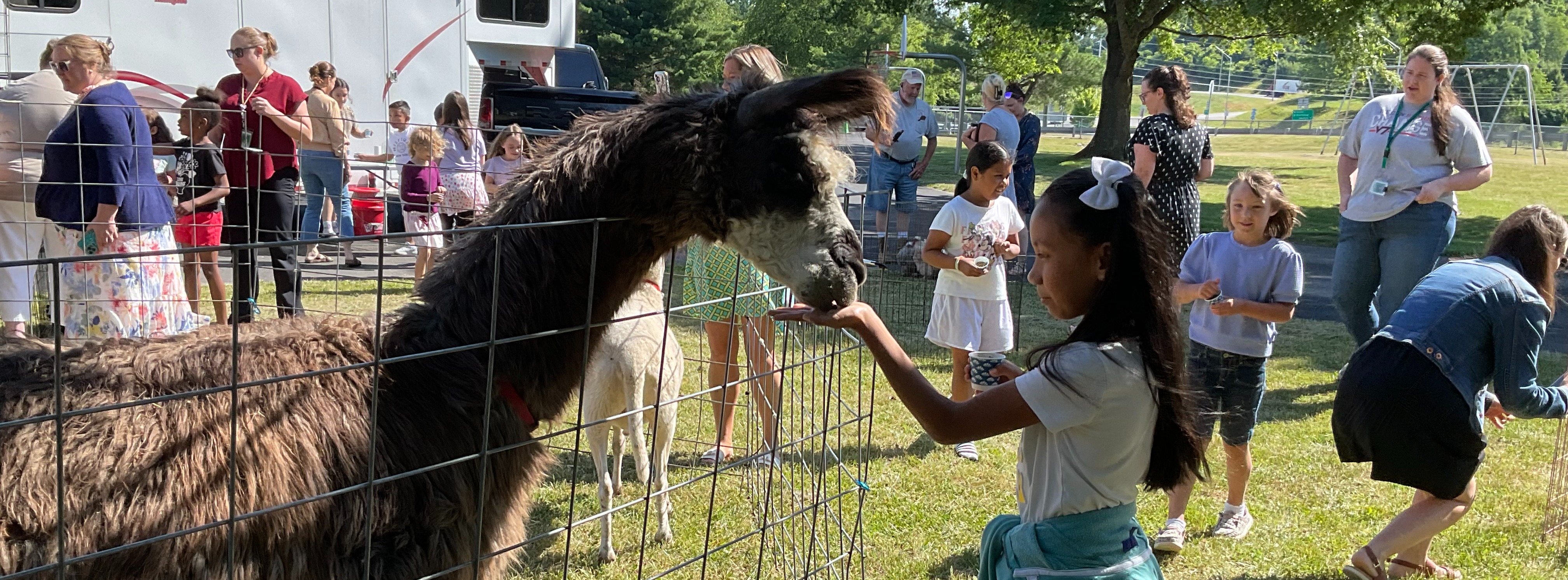 students at petting zoo outdoors. A student feeds a lama over a fence.