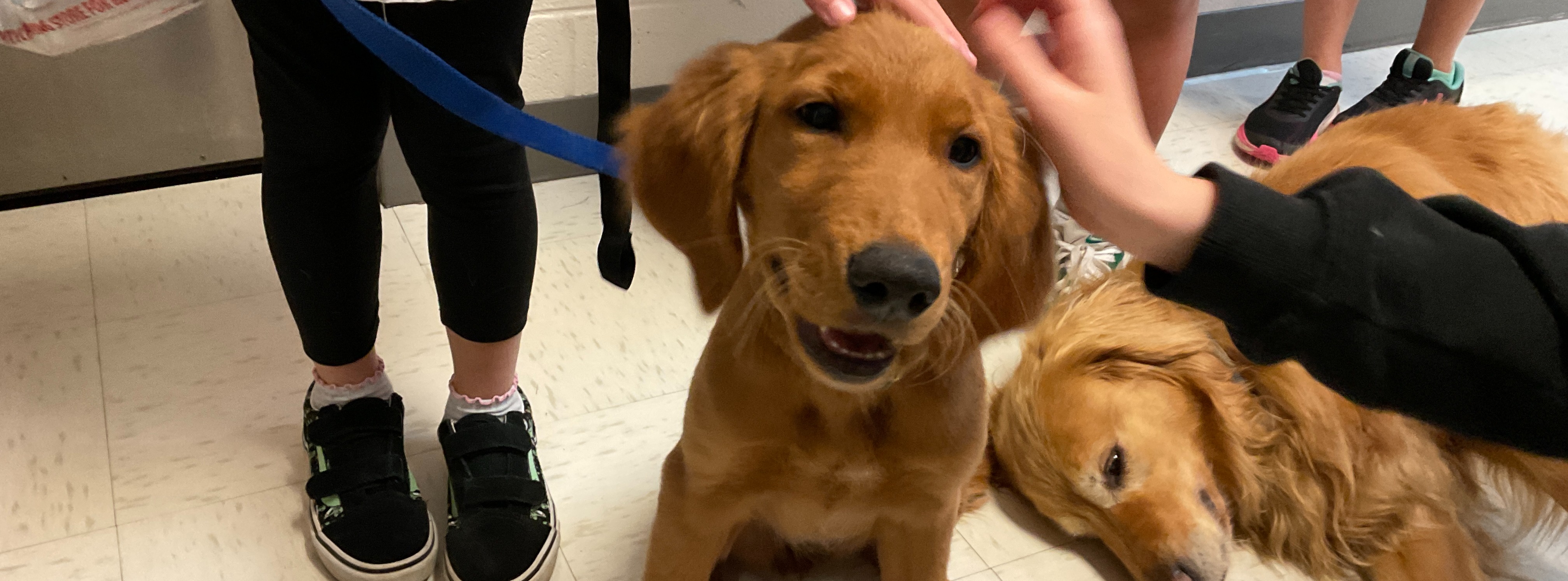 Children pet a smiling golden retriever puppy named “Spring”  sitting beside an older dog, Summer” resting on the tiled floor.
