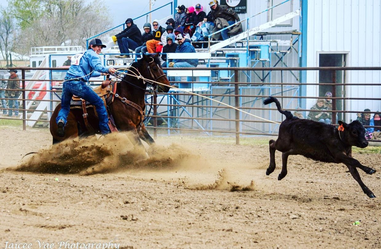 A cowboy skillfully lassos a calf during an exciting rodeo event, showcasing traditional ranching techniques.