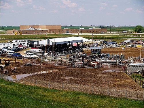 A large rodeo arena featuring a sturdy fence and several cattle grazing in the open space.