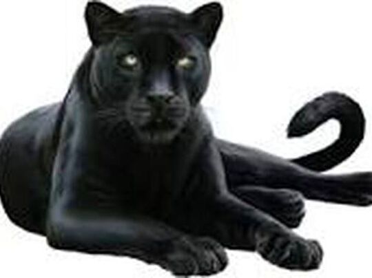 picture of a panther