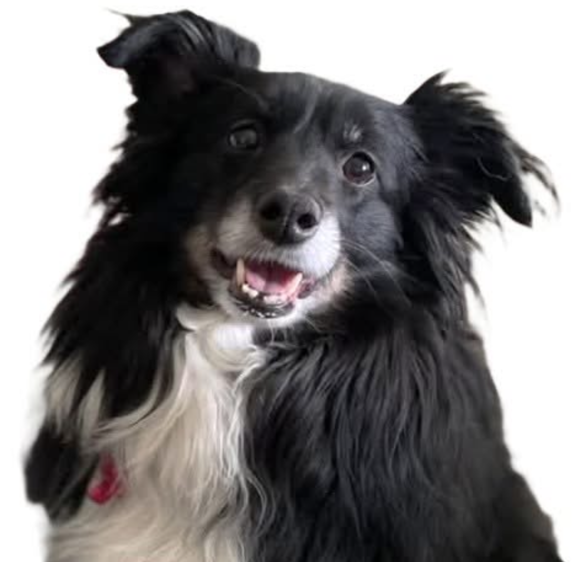 Piper