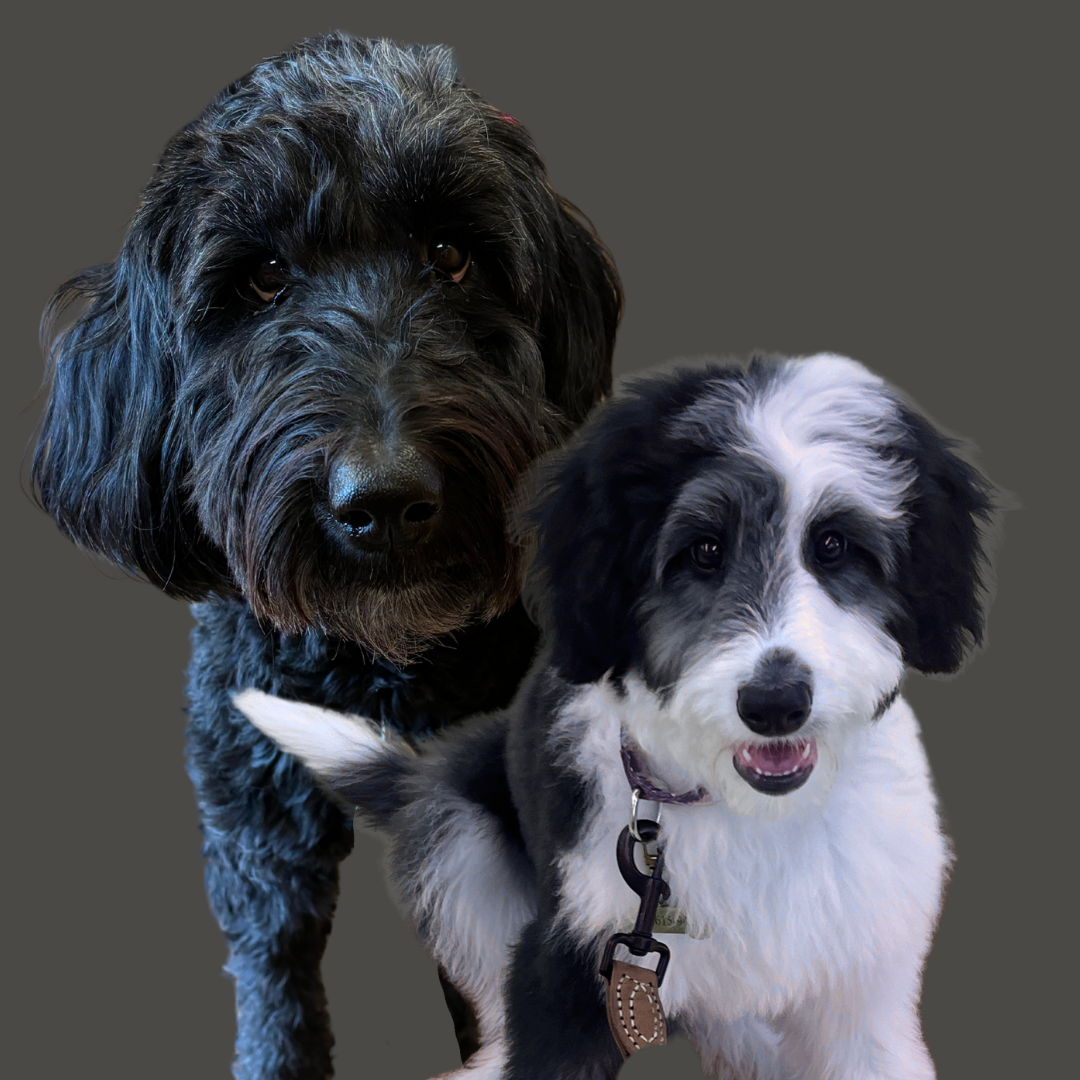 dogs