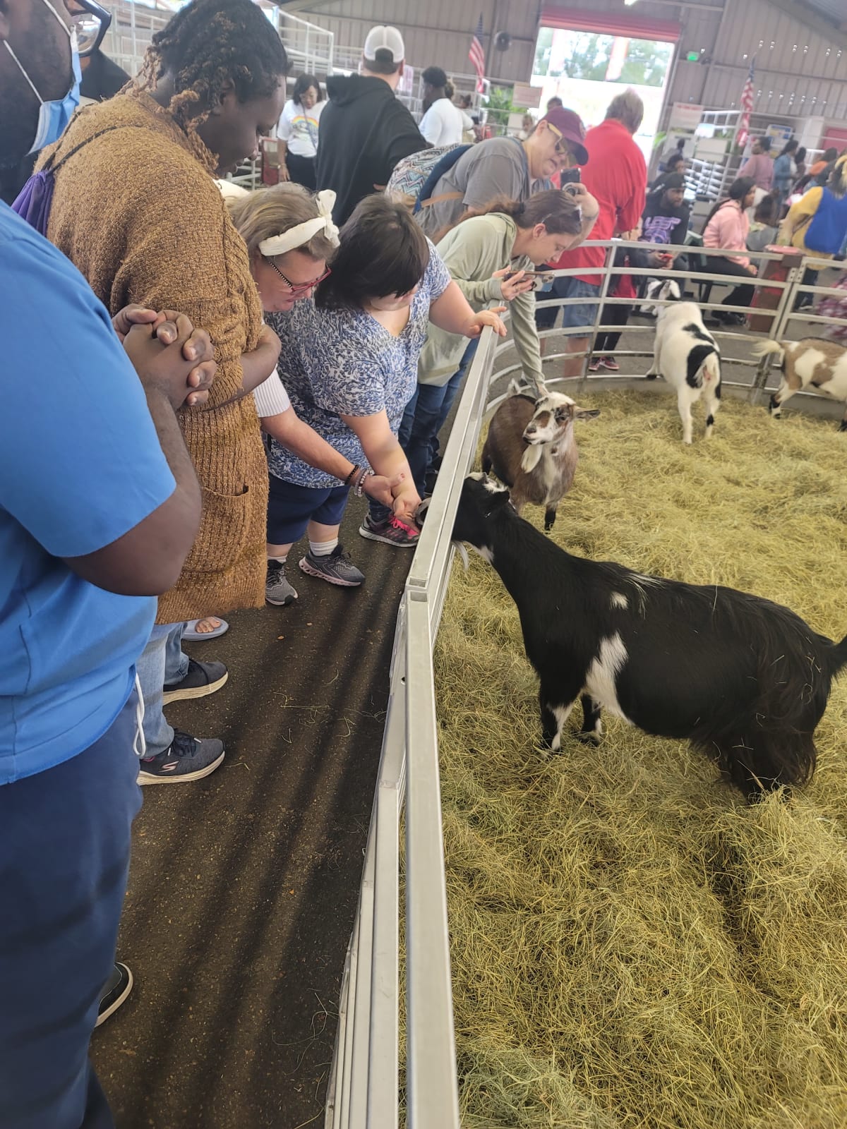 A group of people interacting with goats at a livestock exhibition, with a goat standing near a fence and attendees reaching out to pet it.