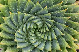 A spiral-shaped plant featuring vibrant green leaves, showcasing its unique and intricate growth pattern.
