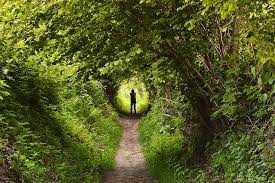 A serene woodland path with a person standing at its center, surrounded by lush trees and dappled sunlight.