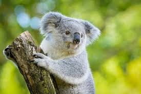 A koala perched on a tree branch, surrounded by lush green leaves, enjoying its serene environment.