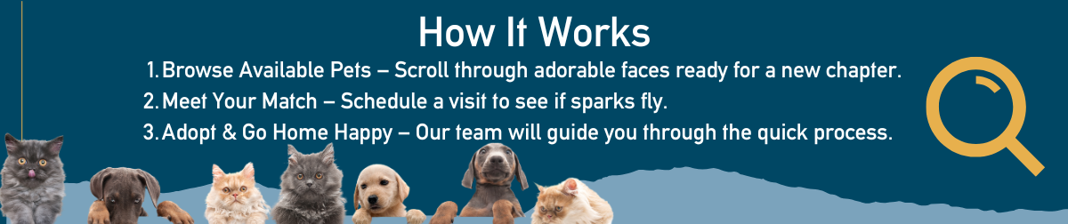 Graphic titled “How It Works” with three adoption steps: Browse Available Pets – Scroll through adorable faces ready for a new chapter. Meet Your Match – Schedule a visit to see if sparks fly. Adopt & Go Home Happy – Our team will guide you through the quick process. The background is dark teal with a row of cats and dogs peeking up from the bottom and a large yellow magnifying glass icon on the right.