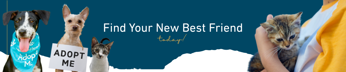 “Find Your New Best Friend today!” on a dark teal background. The image features three pets on the left: a smiling dog wearing an “Adopt Me” bandana, a small dog holding a sign that says “Adopt Me,” and a kitten. On the right, a person is gently holding a small tabby kitten in their arms, wearing a white and yellow shirt.
