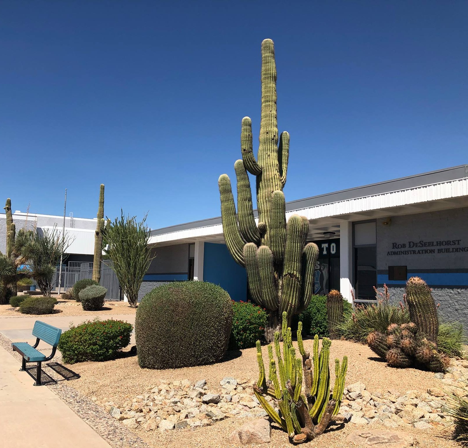 Outdoor view of a school campus under a clear blue sky with desert landscaping in the foreground. Several tall saguaro cacti, smaller shrubs, and gravel beds line a concrete walkway with green metal benches. A single-story school building with white and blue exterior walls runs along the right and background, with windows and posted signage visible near an entrance.