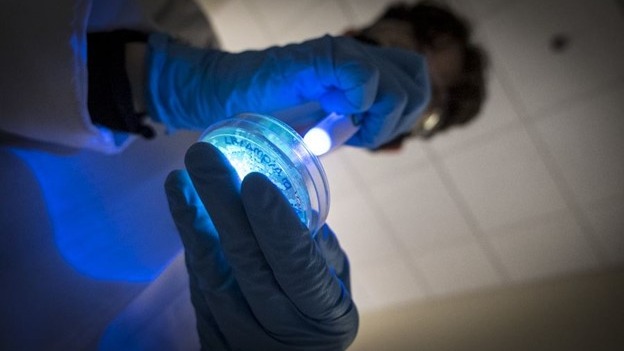 Bioscience students inspecting bacteria in a petri dish.