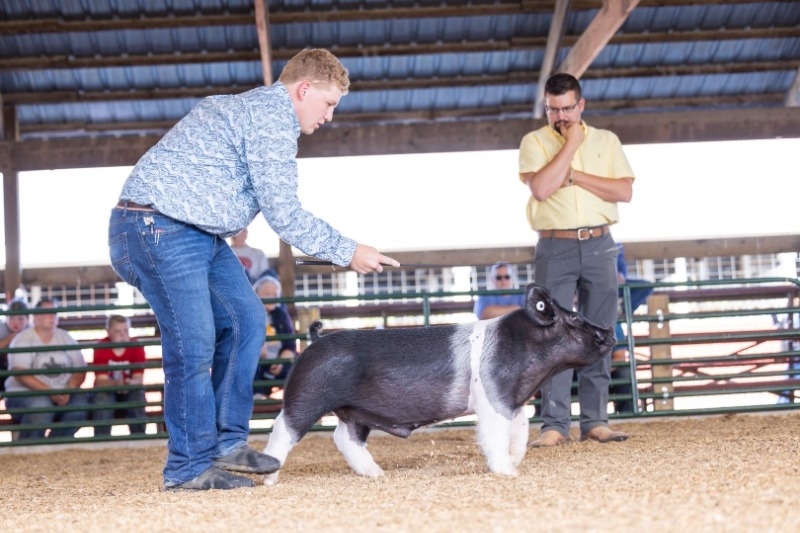 A man proudly presents a black and white pig at an agricultural show, showcasing the animal's unique markings.