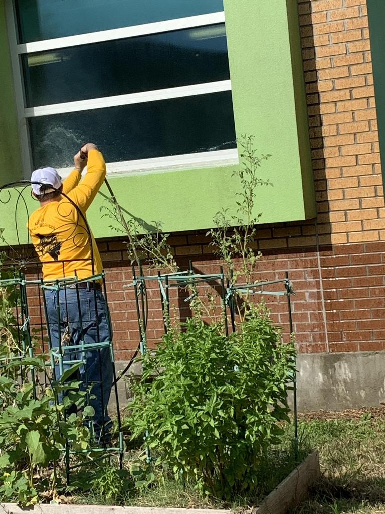 A man dressed in a yellow shirt and yellow pants is watering green plants in a garden setting.